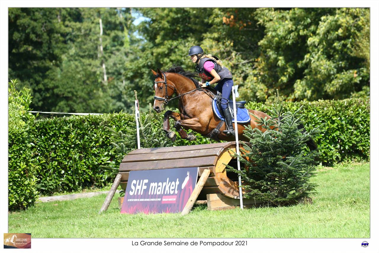 Ruin Selle Français Te koop 2015 Donker bruin / bai ,  Adzaro de l abbaye