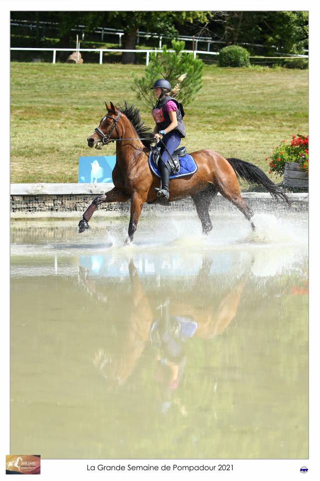 Ruin Selle Français Te koop 2015 Donker bruin / bai ,  Adzaro de l abbaye