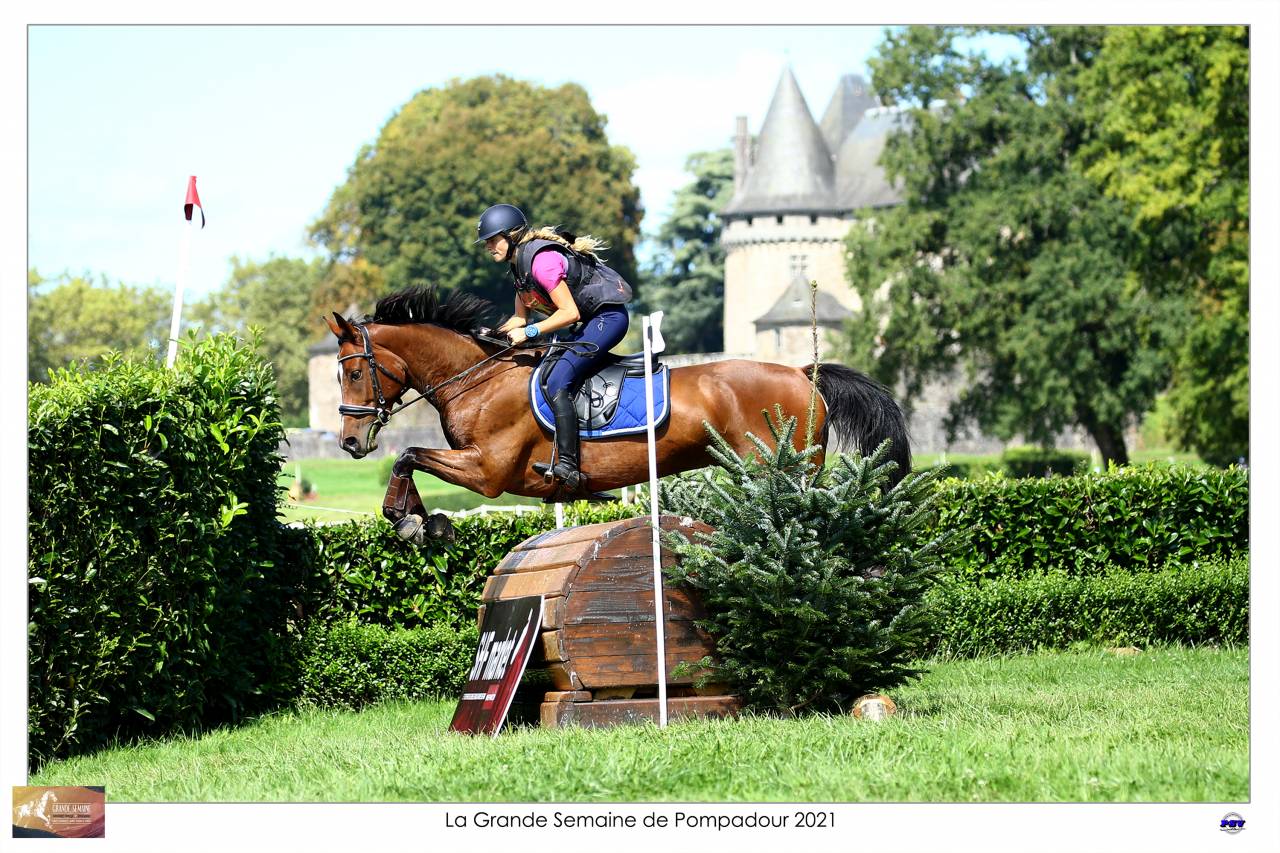 Ruin Selle Français Te koop 2015 Donker bruin / bai ,  Adzaro de l abbaye