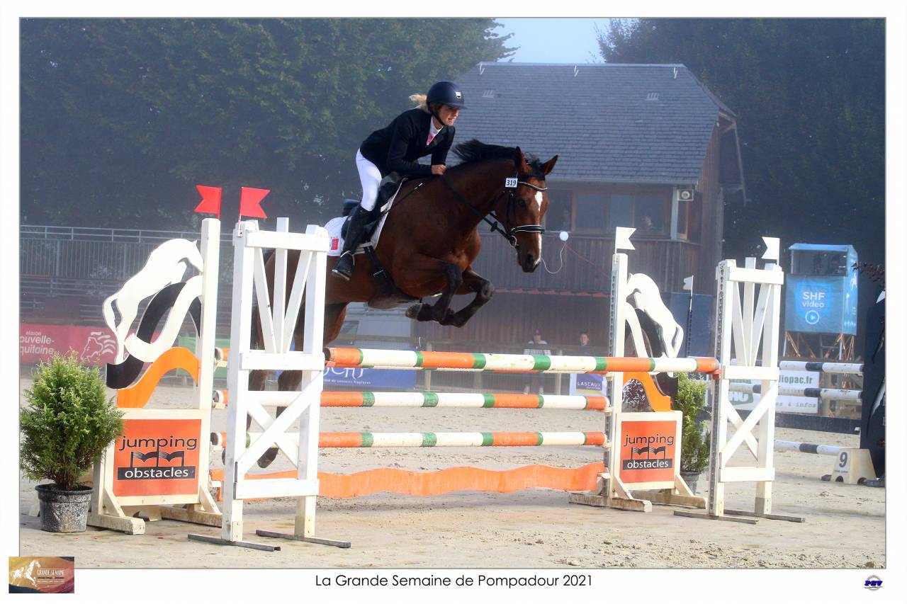 Ruin Selle Français Te koop 2015 Donker bruin / bai ,  Adzaro de l abbaye