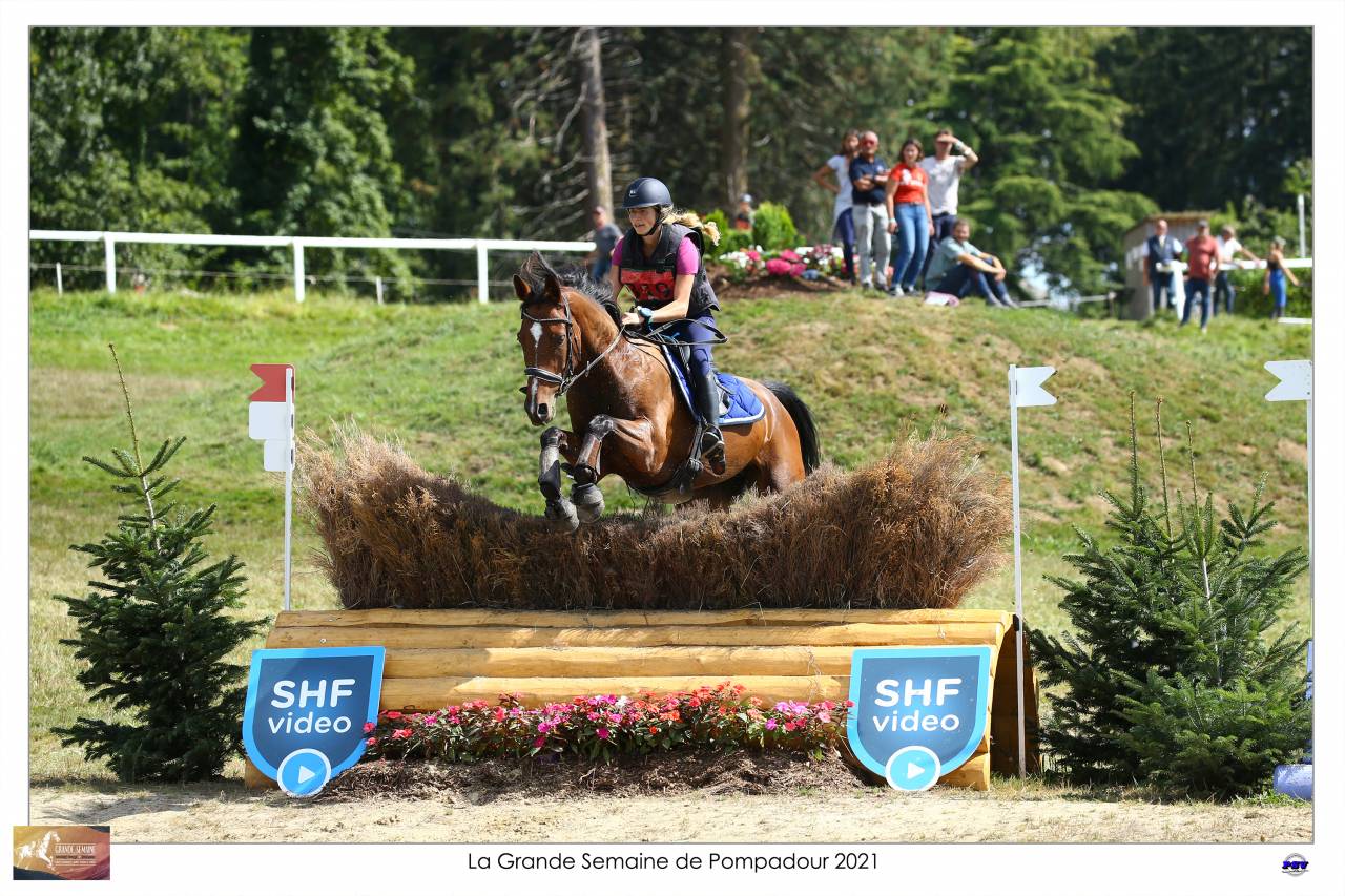 Ruin Selle Français Te koop 2015 Donker bruin / bai ,  Adzaro de l abbaye