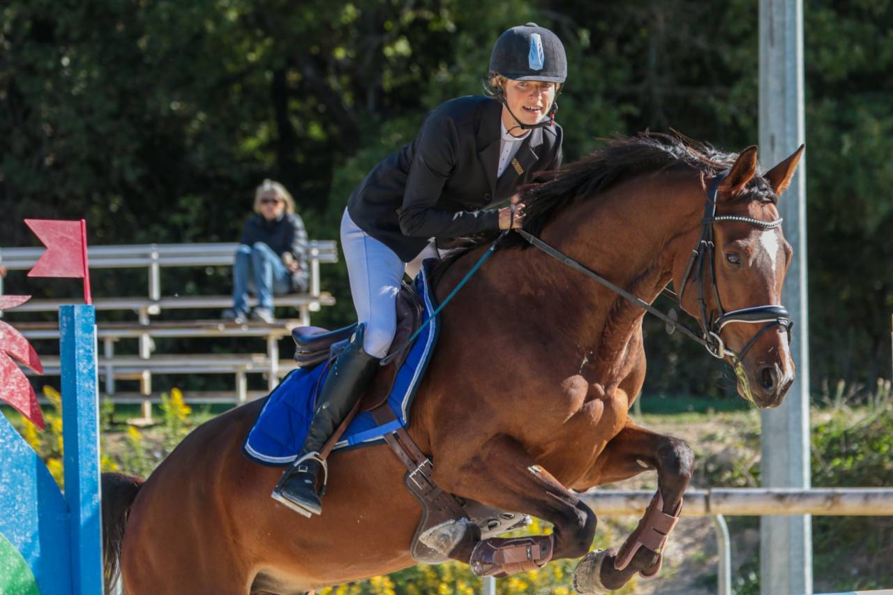 Ruin Selle Français Te koop 2015 Donker bruin / bai ,  Adzaro de l abbaye