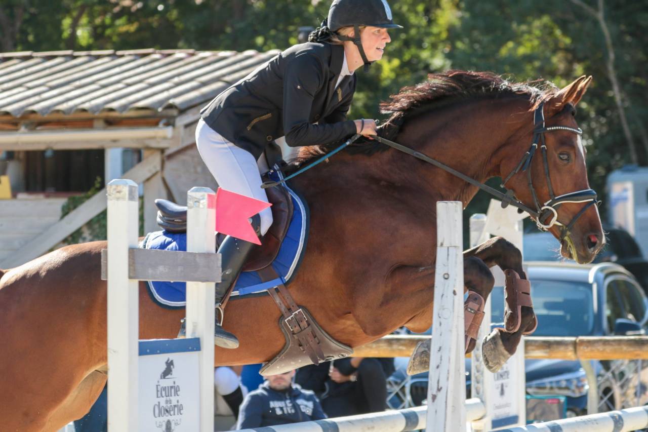 Ruin Selle Français Te koop 2015 Donker bruin / bai ,  Adzaro de l abbaye