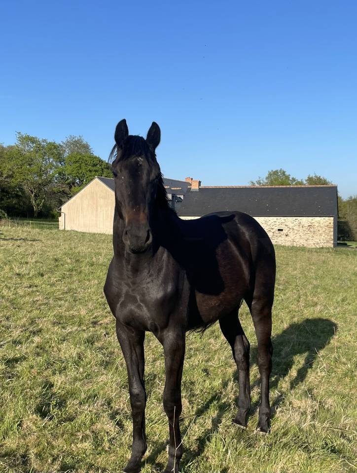 Merrie Selle Français Te koop 2023 Bruin / Bai ,  HEROE DE CAFENY