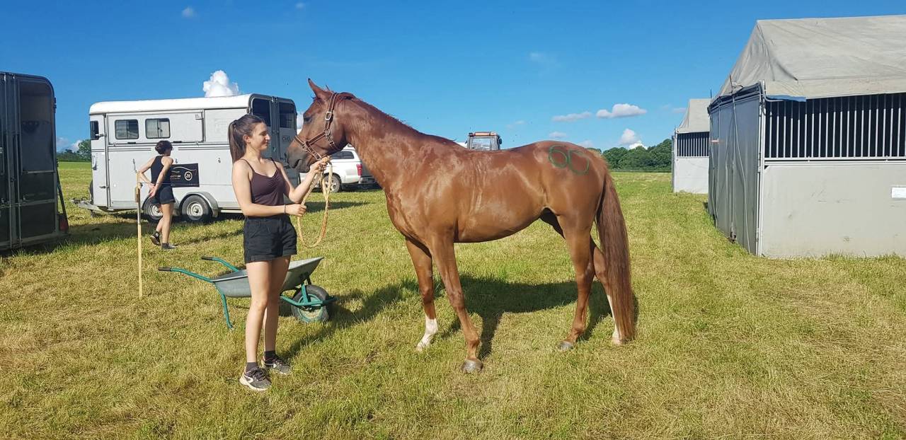 Merrie Arabier Te koop 2016 Vos ,  Valmysic de la rotja