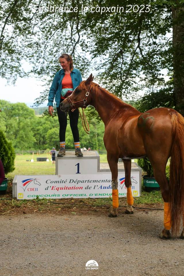 Merrie Arabier Te koop 2016 Vos ,  Valmysic de la rotja