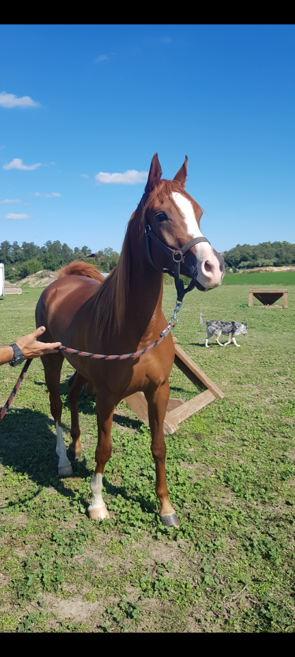 Merrie Arabier Te koop 2016 Vos ,  Valmysic de la rotja