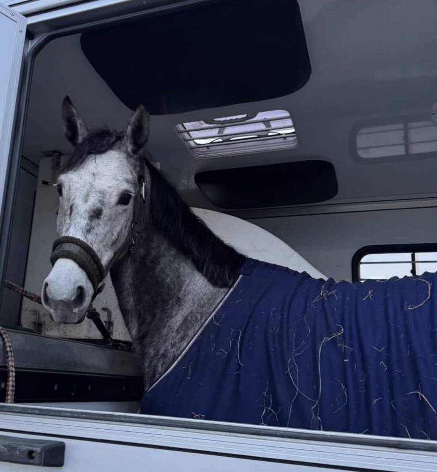 Merrie Zangersheide Te koop 2000 Schimmel ,  Columbus Z