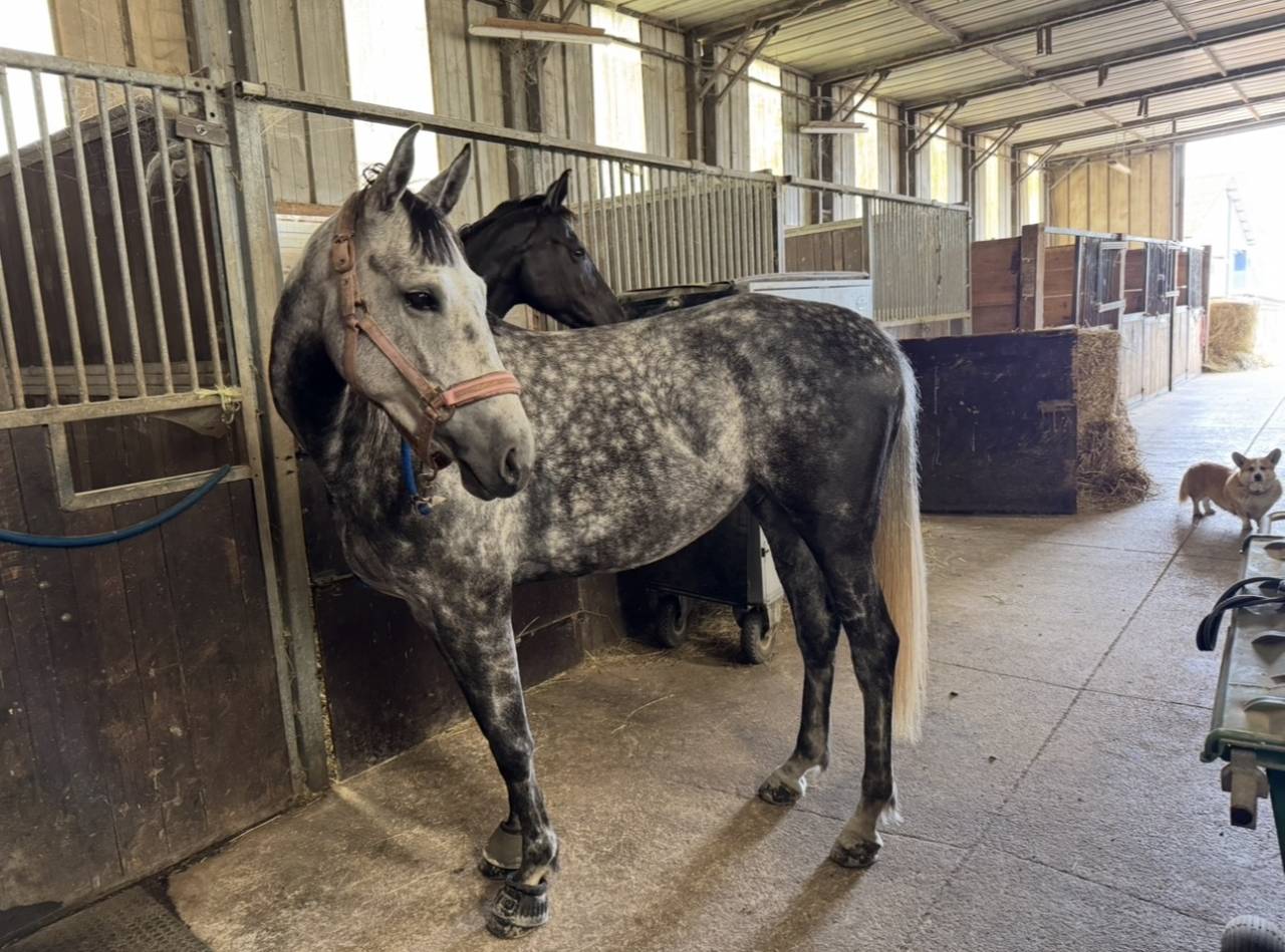 Merrie Zangersheide Te koop 2000 Schimmel ,  Columbus Z