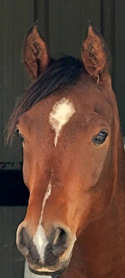 Ruin Arabisch volbloed Te koop 2020 Donker bruin / bai