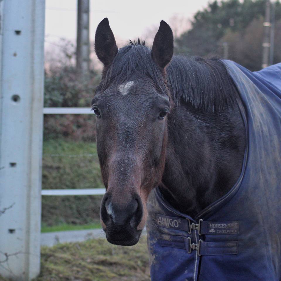 Ruin Autre Que Pur-Sang (Geen volbloed) Half pension 2021 Bruin / Bai