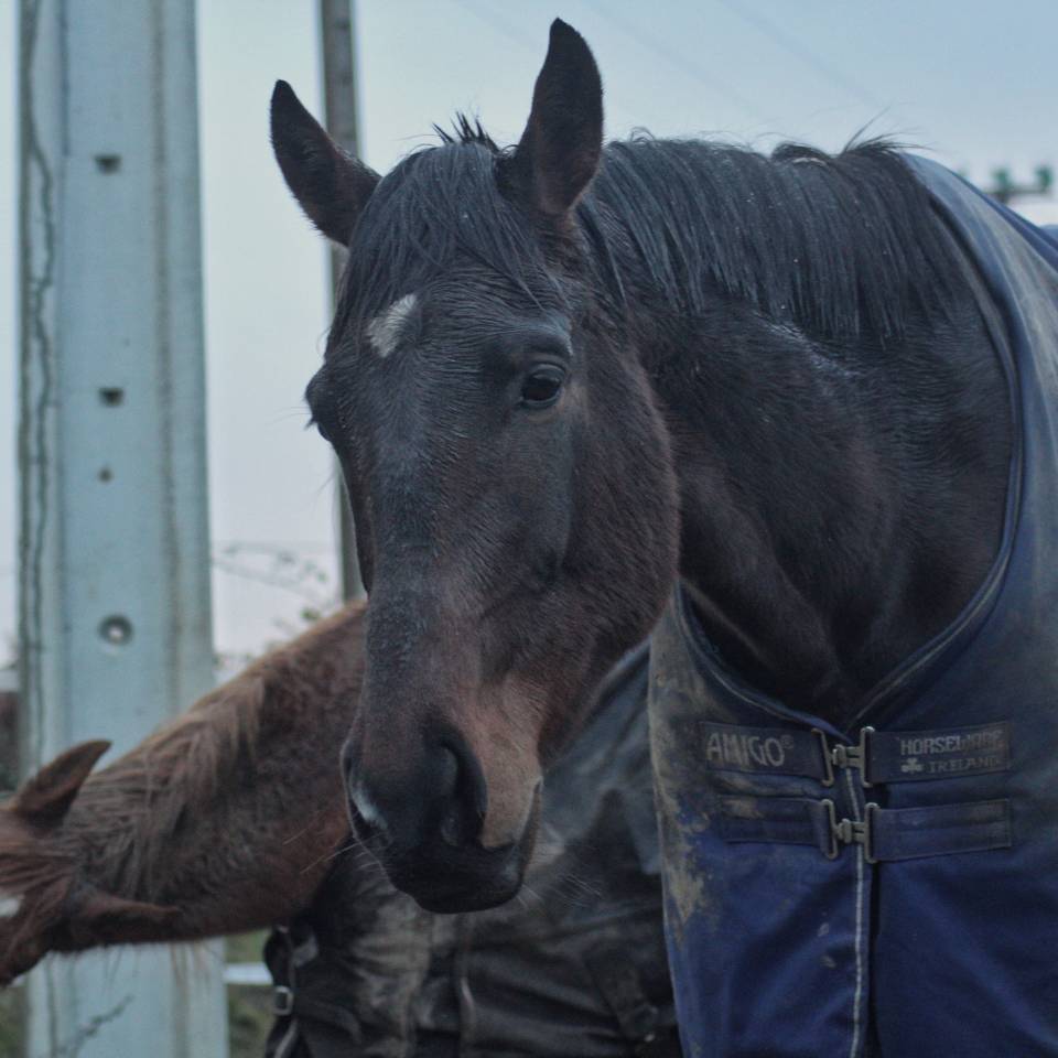 Ruin Autre Que Pur-Sang (Geen volbloed) Half pension 2021 Bruin / Bai