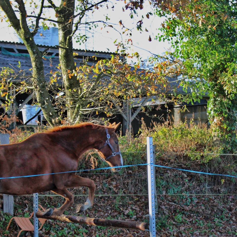 Ruin Engels volbloed Te koop 2020 Vos