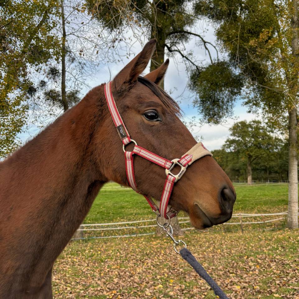 Merrie Autre Que Pur-Sang (Geen volbloed) Te koop 2023 Donker bruin / bai