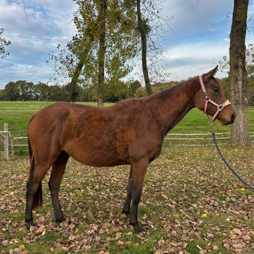 Merrie Autre Que Pur-Sang (Geen volbloed) Te koop 2023 Donker bruin / bai