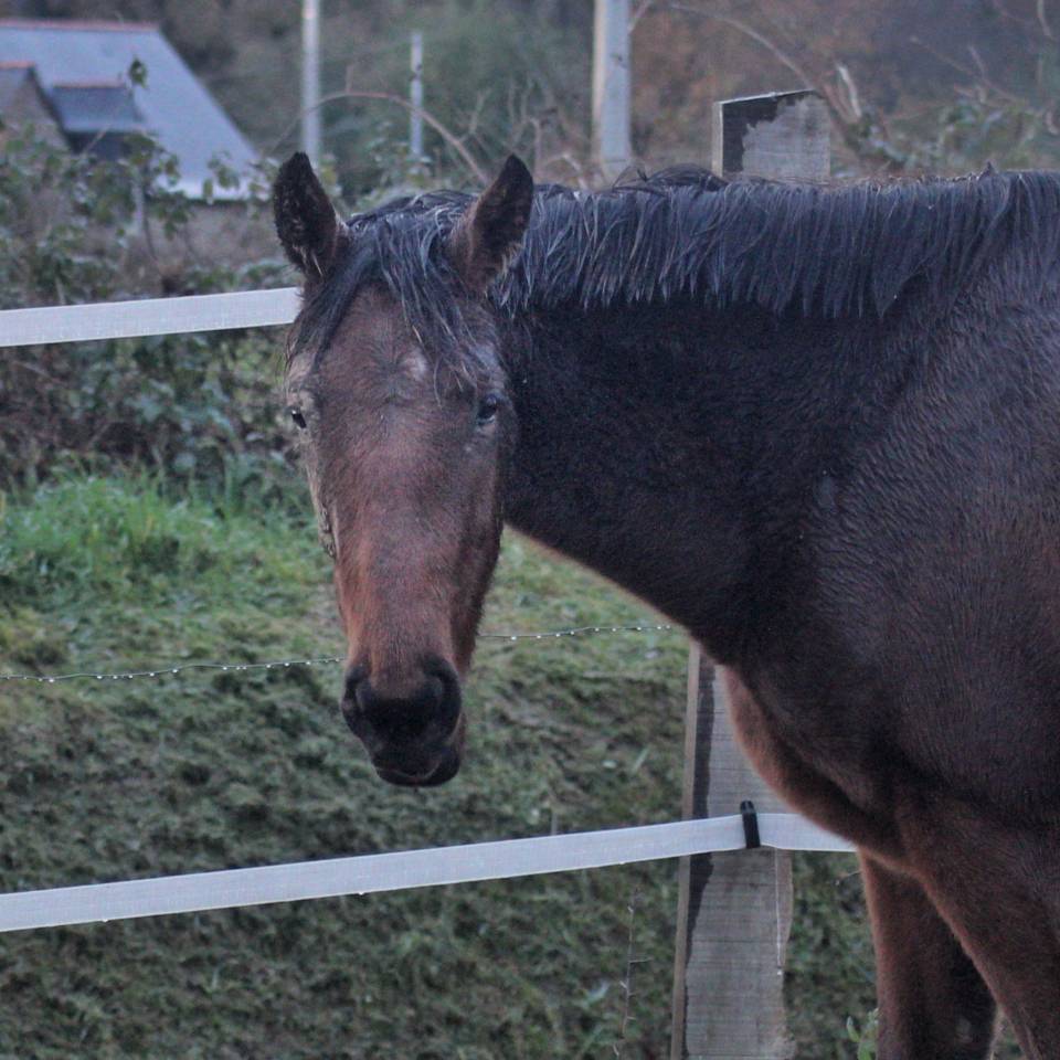 Merrie Autre Que Pur-Sang (Geen volbloed) Te koop 2023 Donker bruin / bai