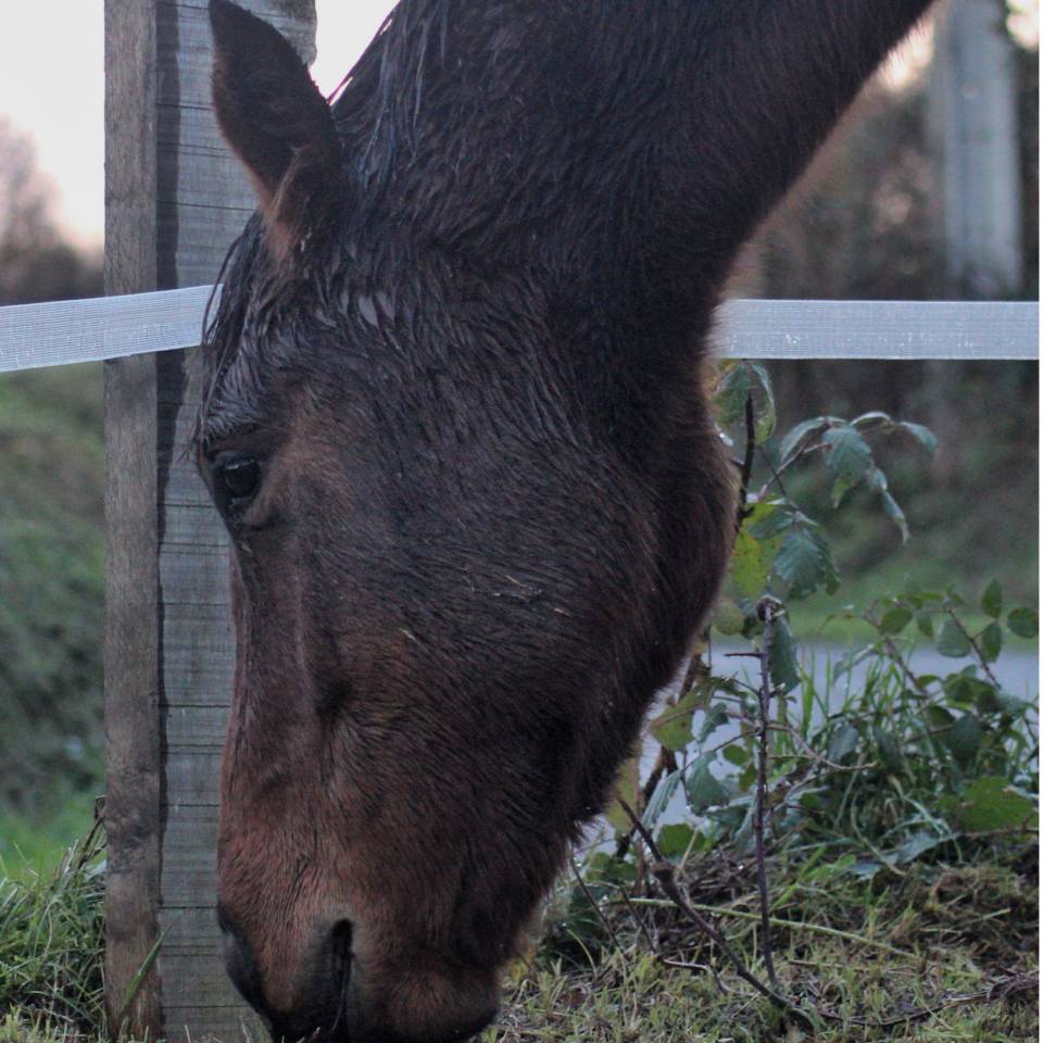Merrie Autre Que Pur-Sang (Geen volbloed) Te koop 2023 Donker bruin / bai