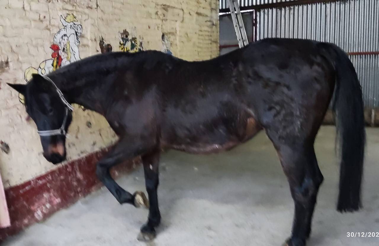 Merrie PRE Puur Ras Spaans Delen 2004 Donker bruin / bai ,  ISLENO