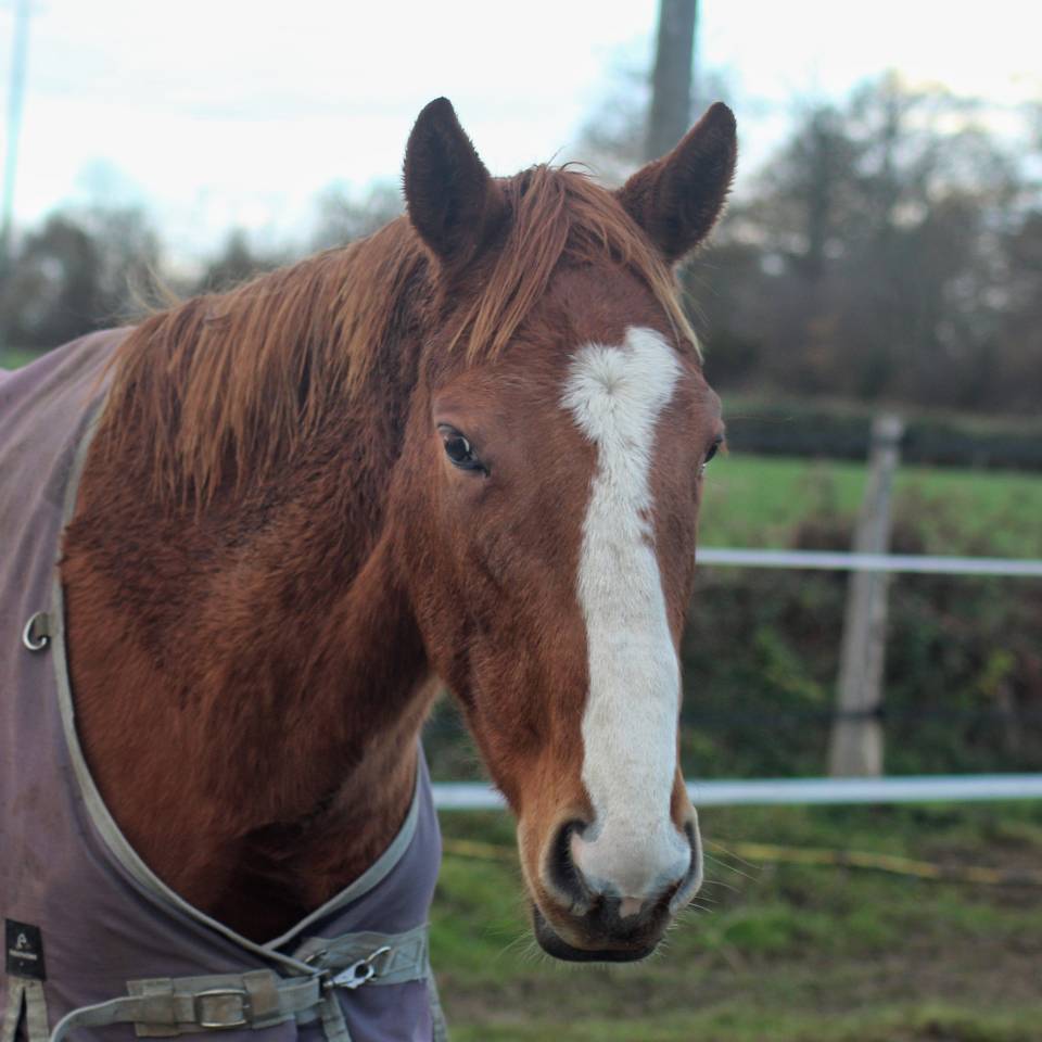 Ruin Engels volbloed Te koop 2023 Vos