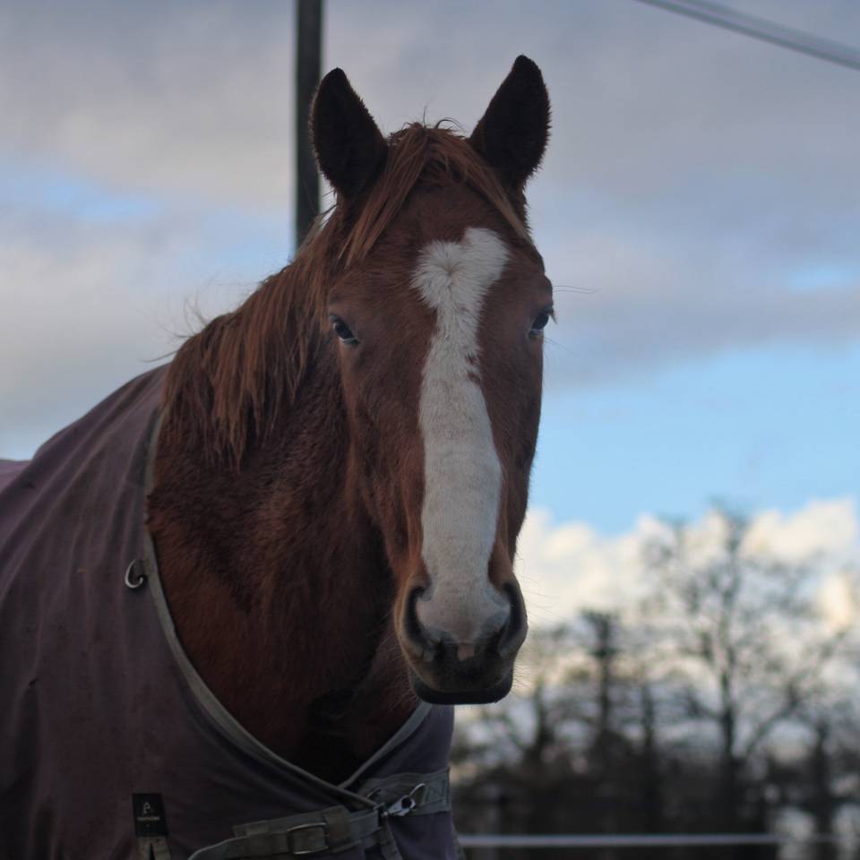 Ruin Engels volbloed Te koop 2023 Vos