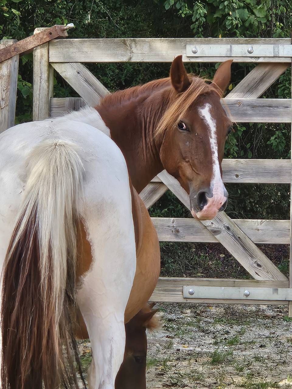Draagmerrie Bekend ras Te koop 2019 Bont