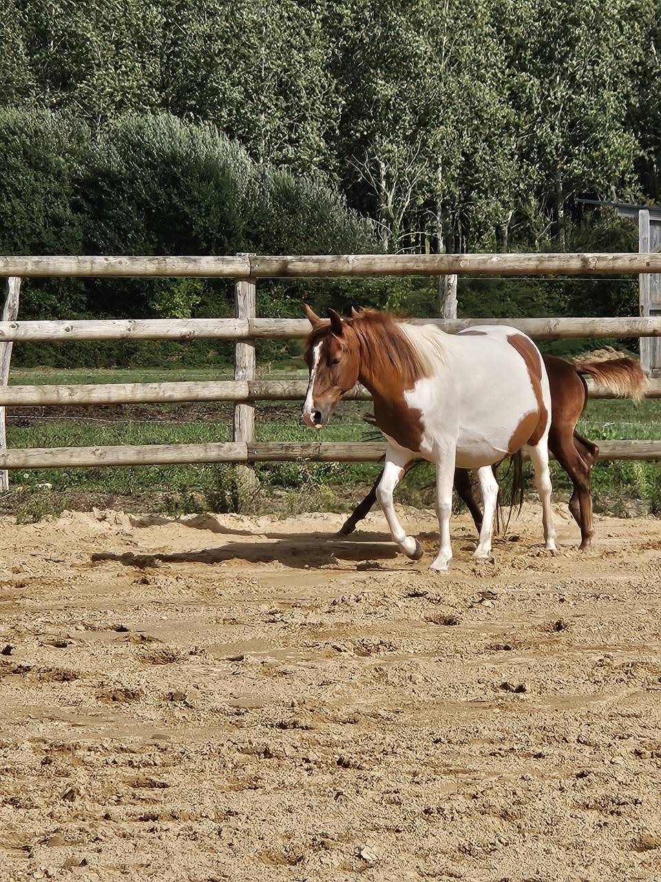 Draagmerrie Bekend ras Te koop 2019 Bont