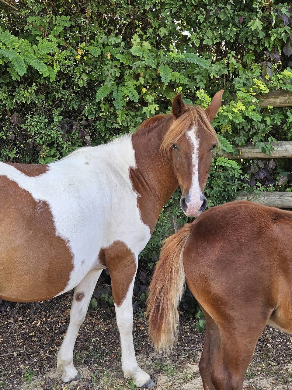 Draagmerrie Bekend ras Te koop 2019 Bont