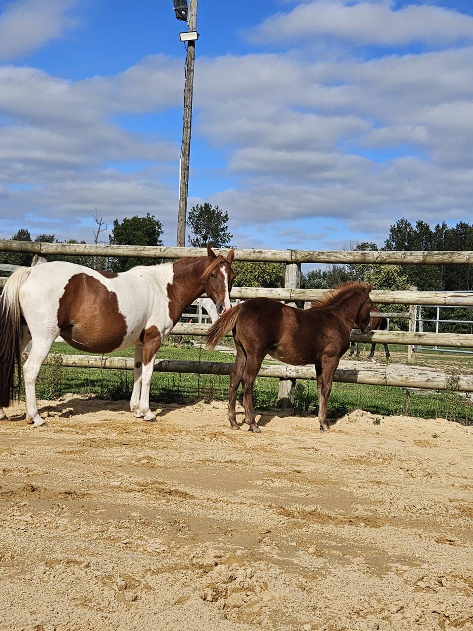 Draagmerrie Bekend ras Te koop 2019 Bont