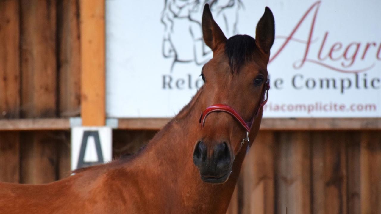 Merrie PRE Puur Ras Spaans Te koop 2022 Donker bruin / bai ,  JECOMIAS CEN