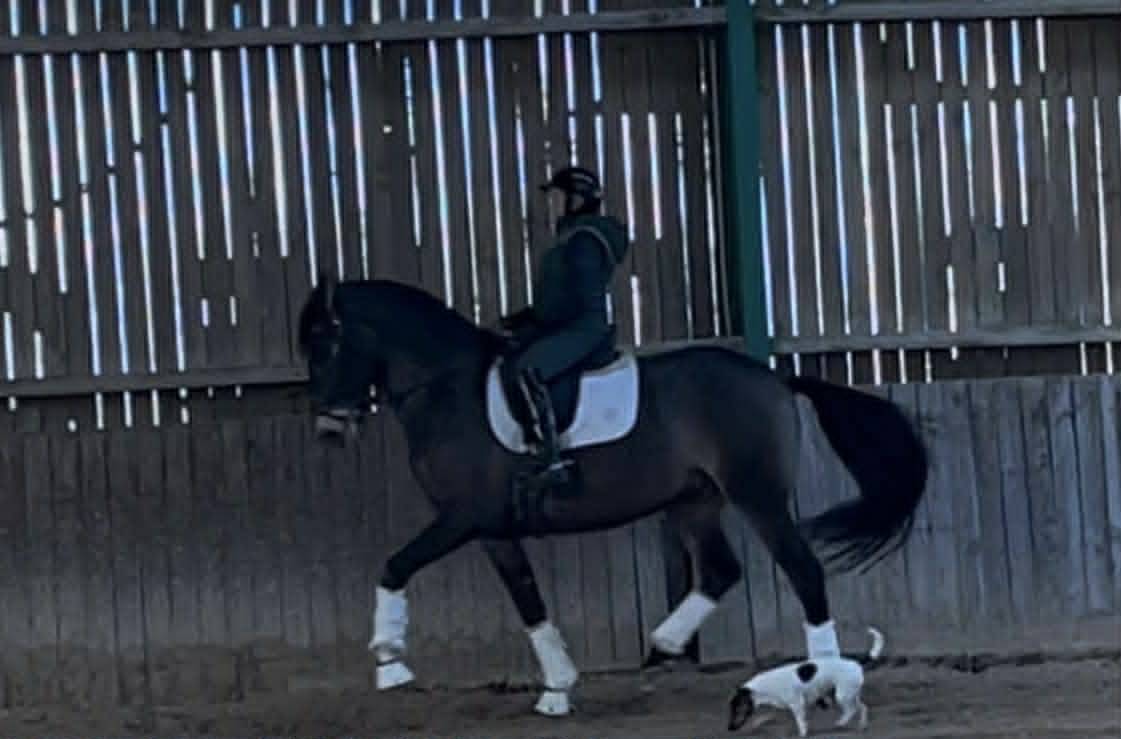 Ruin Lusitano Te koop 2018 Isabel