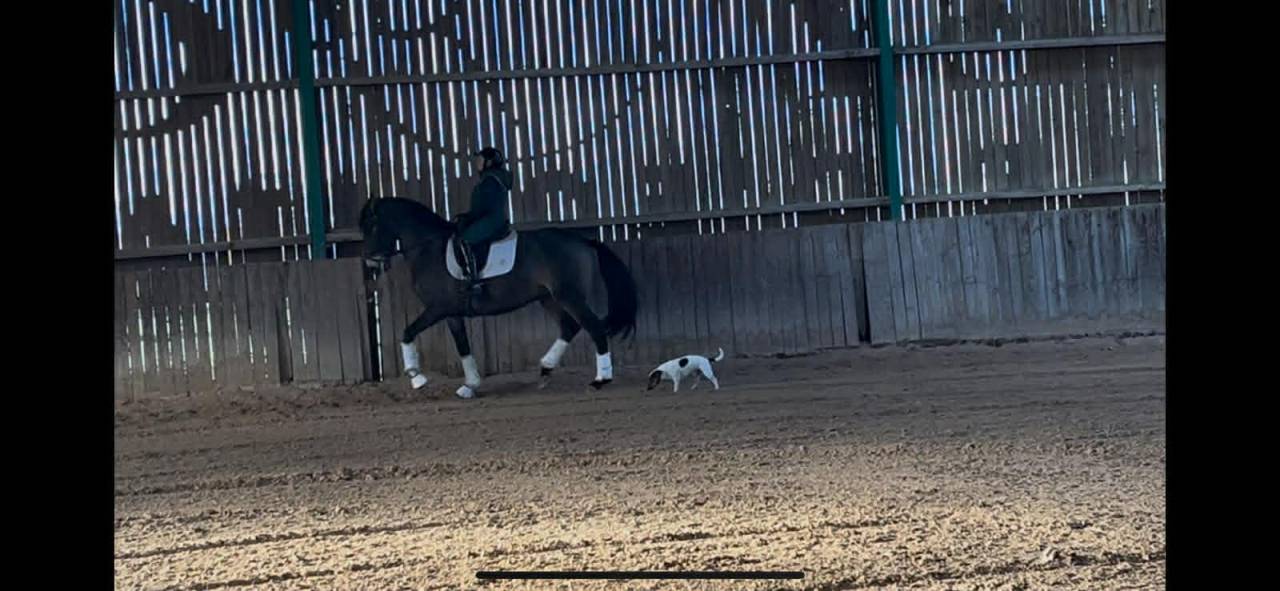 Ruin Lusitano Te koop 2018 Isabel