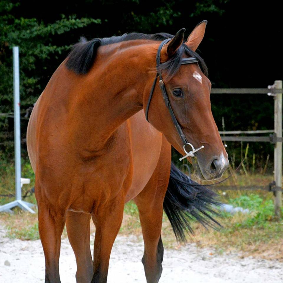 Merrie Autre Que Pur-Sang (Geen volbloed) Te koop 2019 Donker bruin / bai ,  NIDOR