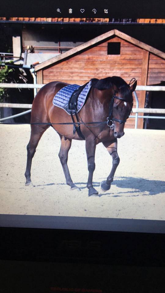 Ruin Ierse volbloed Te koop 2013 Donker bruin / bai