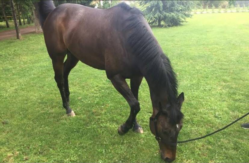 Ruin Ierse volbloed Te koop 2013 Donker bruin / bai