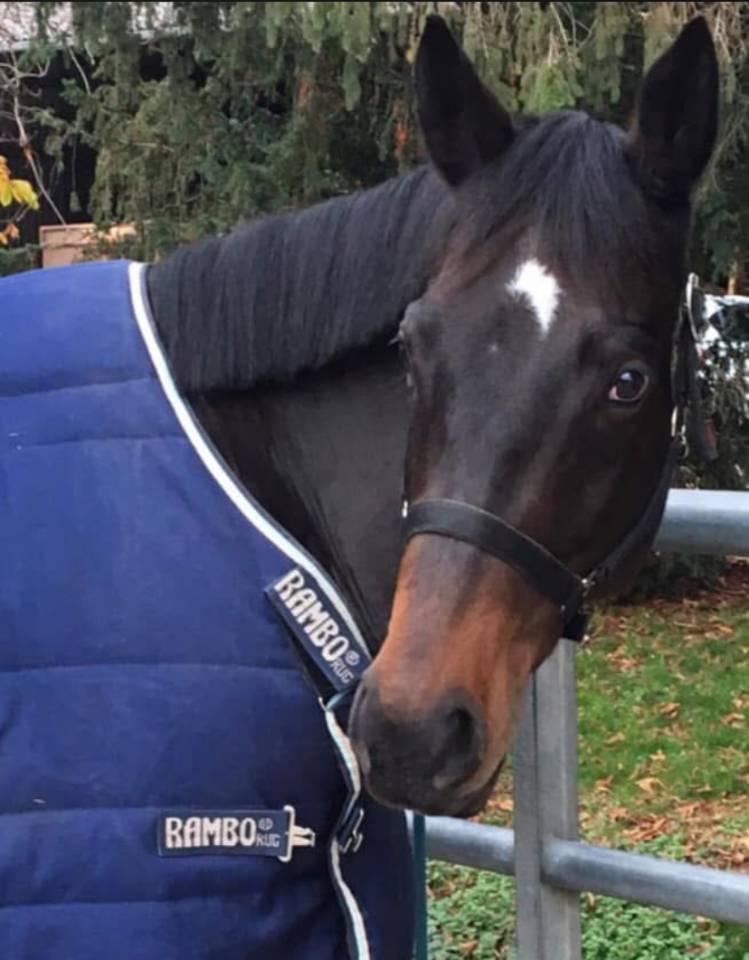 Ruin Ierse volbloed Te koop 2013 Donker bruin / bai