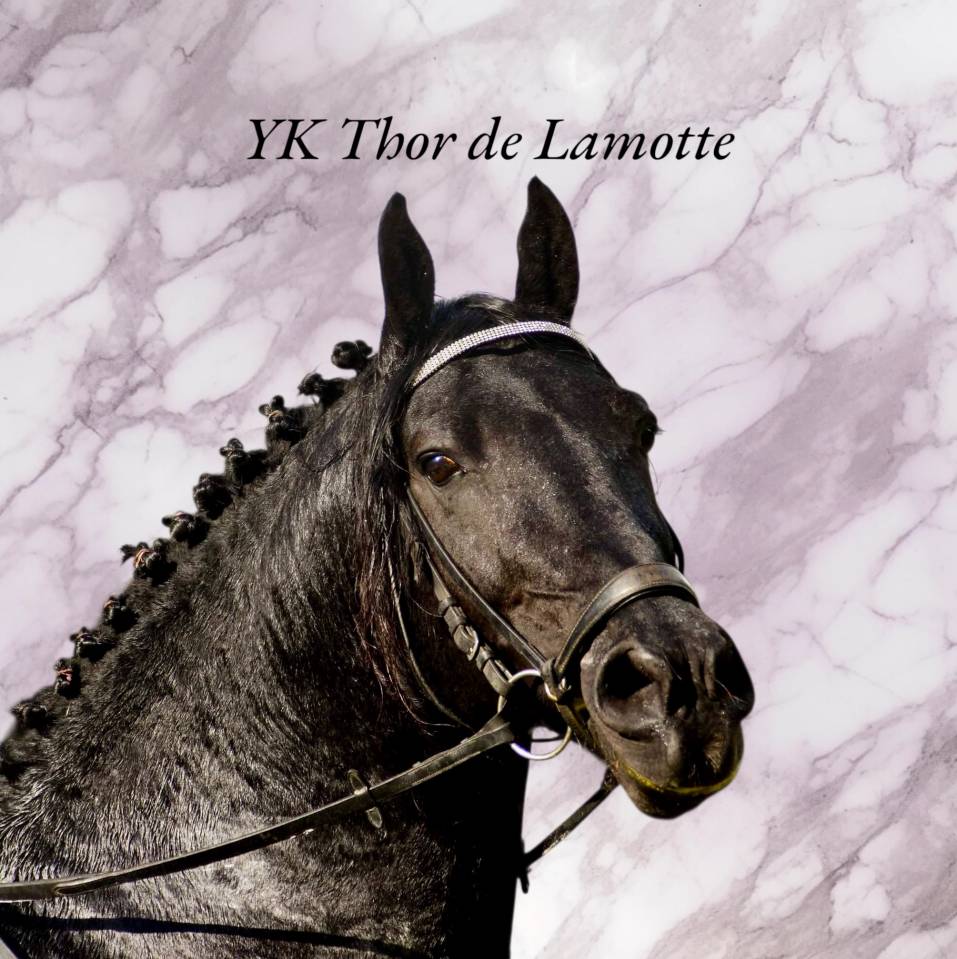 Veulen (ml) Arabo Fries Te koop 2025 Zwart ,  Un Thor de lamotte