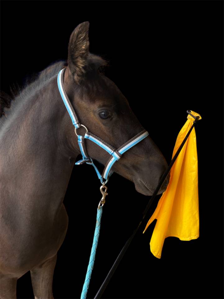 Veulen (ml) Arabo Fries Te koop 2025 Zwart ,  Un Thor de lamotte