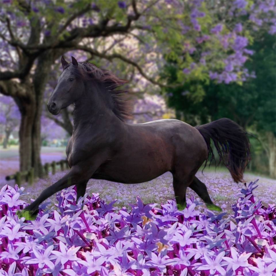 Veulen (ml) Arabo Fries Te koop 2025 Zwart ,  Un Thor de lamotte