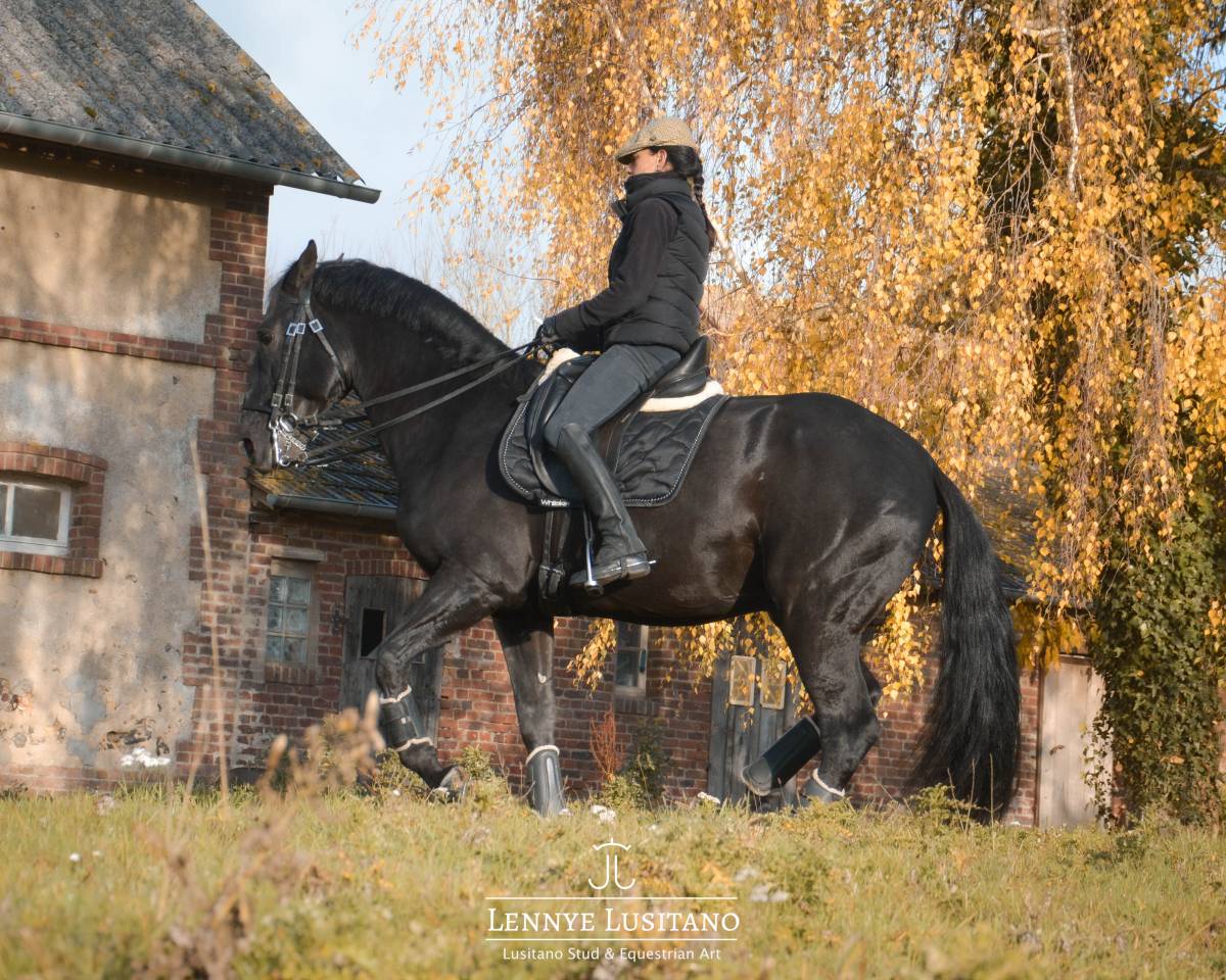 Dekhengst Lusitano Te koop 2017 Zwart ,  Athos BF
