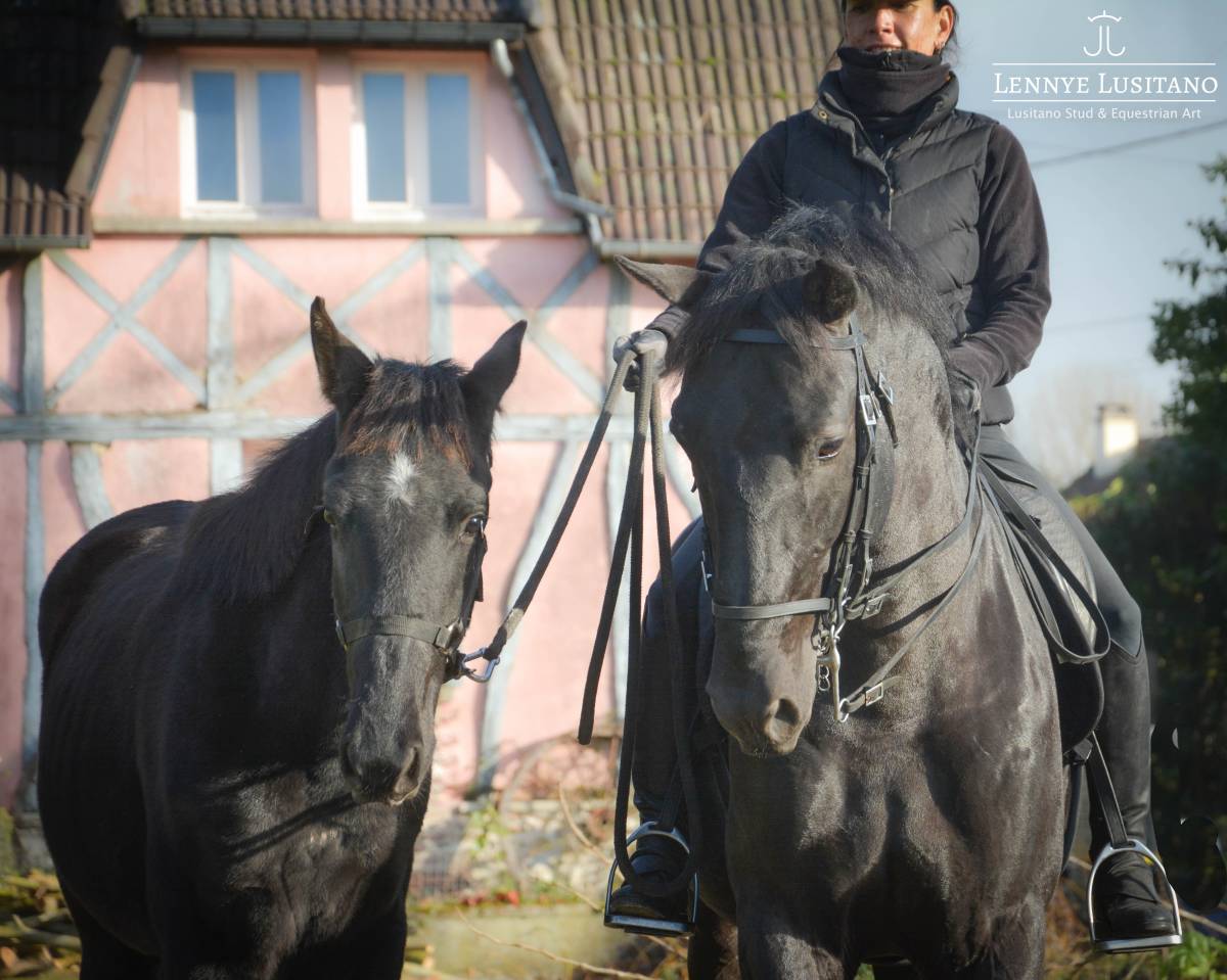 Dekhengst Lusitano Te koop 2017 Zwart ,  Athos BF