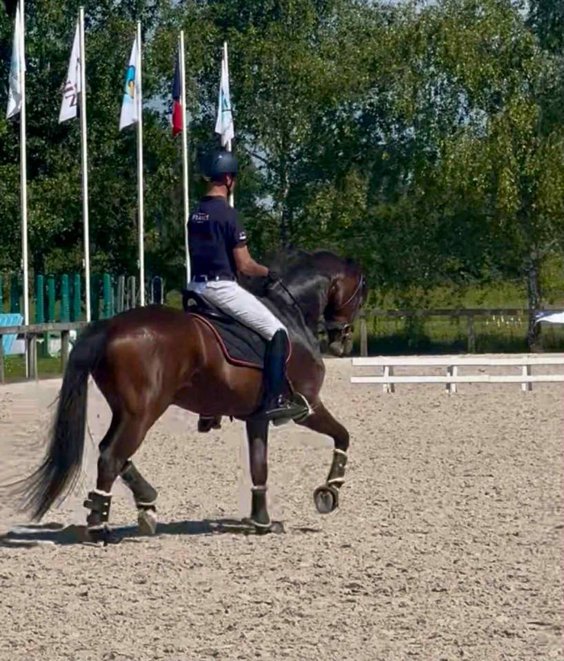 Ruin Westphalian Te koop 2017 Donker bruin / bai