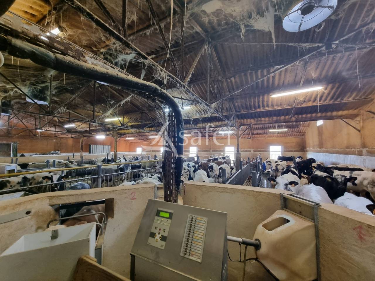 Schapen exploitatie Koop Lot