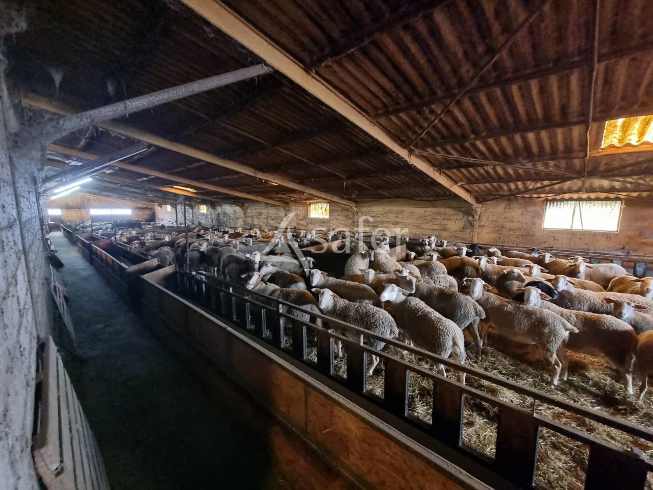 Schapen exploitatie Koop Lot