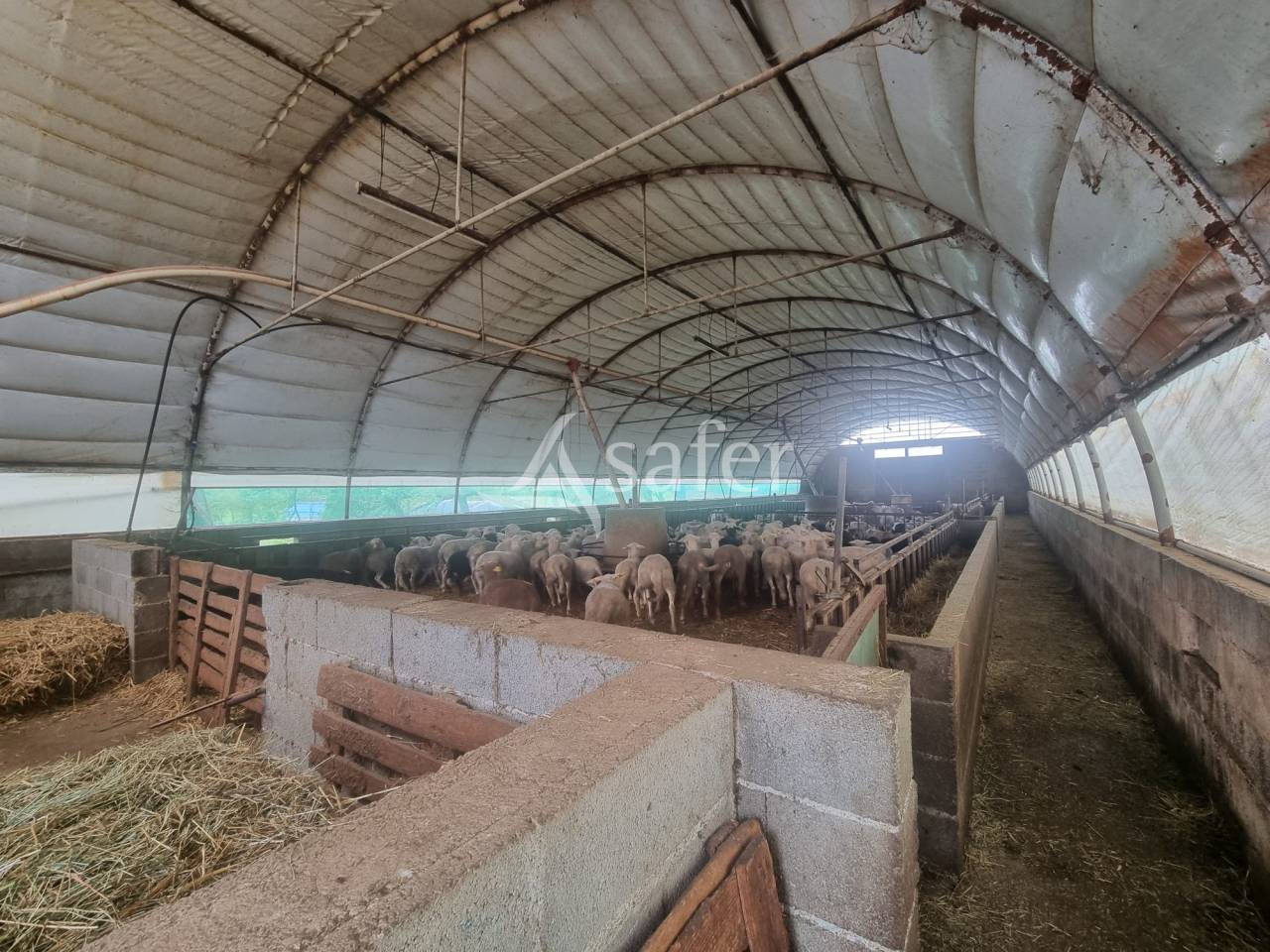 Schapen exploitatie Koop Lot