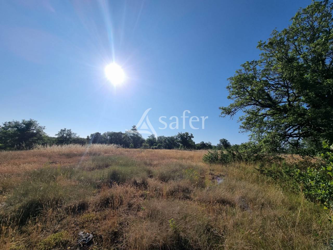 Schapen exploitatie Koop Lot