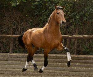 Hengst PRE Puur Ras Spaans Te koop 2022 Donker bruin / bai