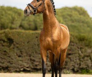 Hengst PRE Puur Ras Spaans Te koop 2022 Donker bruin / bai