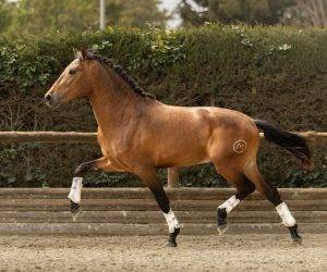 Hengst PRE Puur Ras Spaans Te koop 2022 Donker bruin / bai