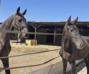 Merrie PRE Puur Ras Spaans Te koop 2025 Zwart