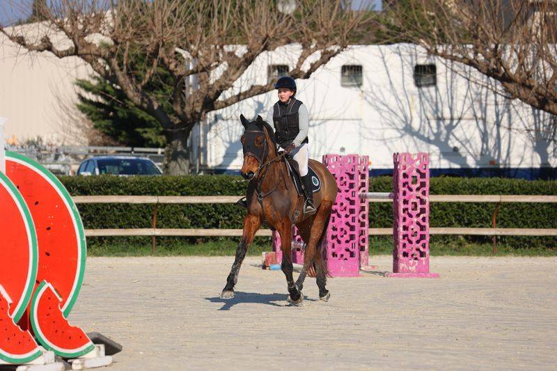 Ruin Selle Français Te koop 2019 Donker bruin / bai